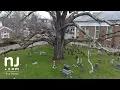 Life of 600-year-old oak tree comes full circle
