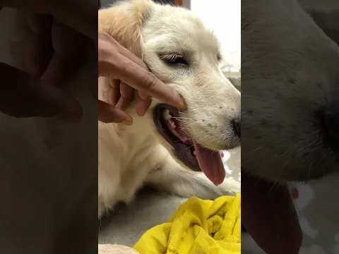 Dora Ka Dat 🦷🐶 #dora #minivlog #dog