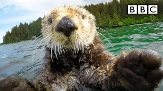 Cute otters intimately filmed by spy camera Spy in the Wild - BBC