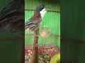 suara burung cendet matahari #birds #kicaumania #cendet