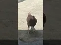 Download Lagu Suara Ayam Untuk Menarik Ayam Jantan | Dijamin 100% 🐓