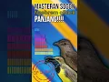 Download Lagu MASTERAN SOGON nembak brem cigun panjang, cocok untuk lolohan dan mh. #masteran #masteranburung