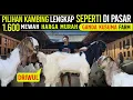 Download Lagu 1600 ‼️JANTAN DRIWUL \u0026 Kepala Merah CANTIK MURAH !!! Kambing Kaligesing Ganda Kusuma Farm.