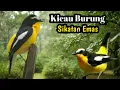 Sikatan Emas || Suara Pancingan/Masteran Burung Kicau . . .