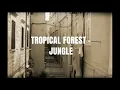 Download Lagu Tropical Forest - Rimba Raya (Jungle) [Unofficial Music Video]