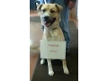 PAWS of Dearborn County says thank you 2014
