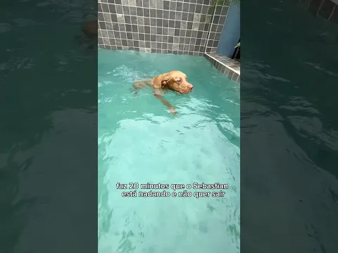 UMA VERDADEIRA CRIANÇA 😂 #pitbull #cachorros #rotina #cachorrosdivertidos