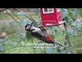 Download Lagu Surah 015 | Al Hijr | Beautiful Scenery | Abdul Rehman Al Sudais | The Holy Quran