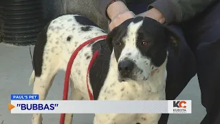 PAUL S PETS Bubbas the dog up for adoption at Humane Educational Society in Chattanooga
