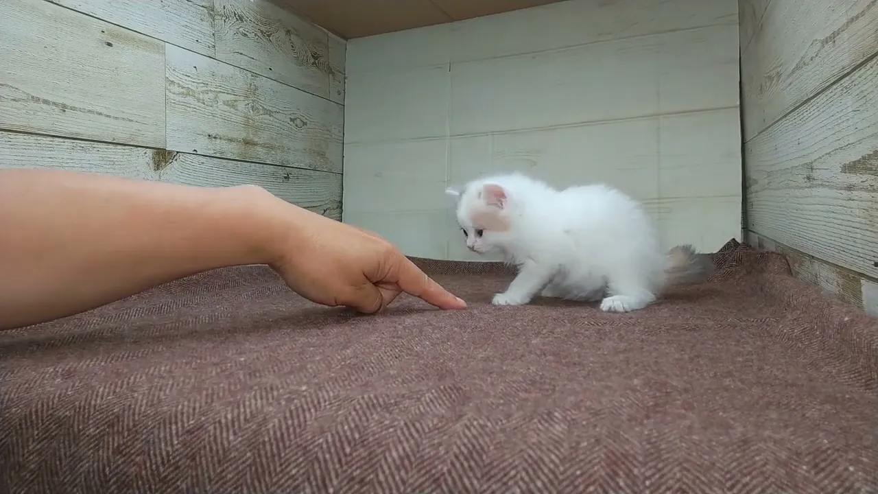 動画