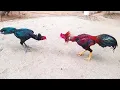 Shamo aseel rooster new fight 2023 Aseel Shamo Japan
