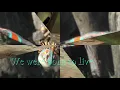 HTTYD - Geboren Um zu Leben (with English lyrics for you :) )