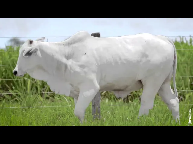 Novilha Nelore MMAR - 4584