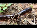 Download Lagu Millipede encounters foraging procession ants (Leptogenys)