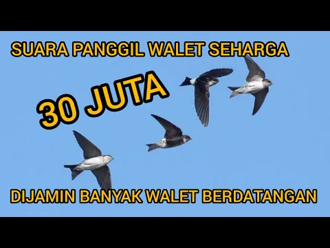 Download MP3 SUARA PANGGIL WALET SEHARGA 30 JUTA DIJAMIN LASUNG BANYAK WALET BERDATANGAN