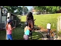 Horse breeding Horse mating