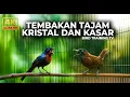 Lagu 🔴 Live Masteran Kolibri Wulung Tembakan Panjang Kristal vs Tepus Kepala Abu Abu Gacor Kasaran