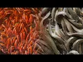 Download Lagu MANA YANG LEBIH UNTUNG? BUDIDAYA IKAN NILA ATAU IKAN LELE? PEMULA WAJIB TAU!!