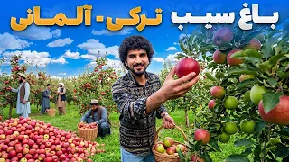 گزارش ویژه عبید سادات از باغ اصلاح شده سیب های دو رگه ترکی - آلمانی