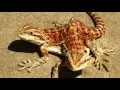 Two-Headed Bearded Dragon from China