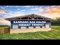 Lagu review kandang baru ayam broiler sistem rak koloni
