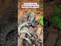 Download Lagu Lizard vs. Python: When Prey Fights Back #lizard #python #animals