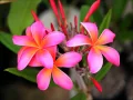 E Ho'i I Ka Pili (lyrics & translation)- Keali'i Reichel