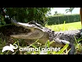 Craziest Gators in YOUR Backyard Gator Boys Animal Planet