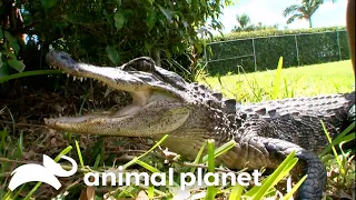 Craziest Gators in YOUR Backyard Gator Boys Animal Planet