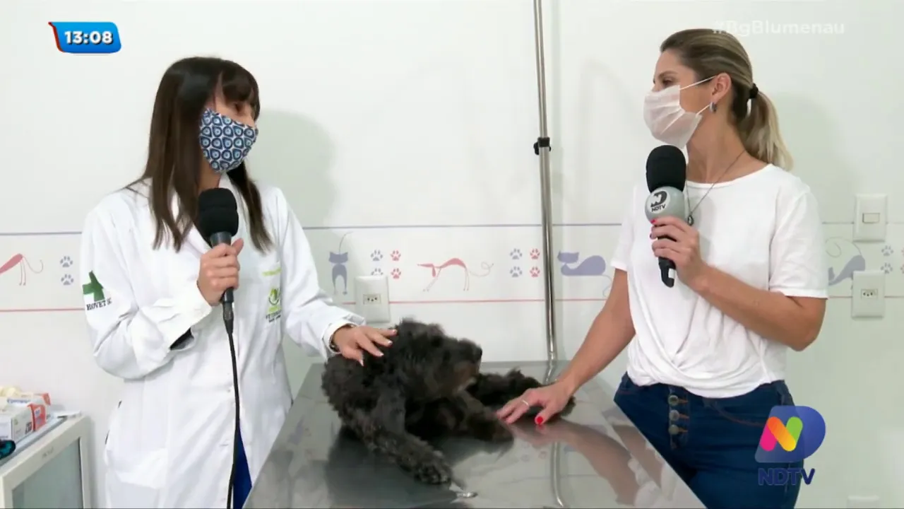 Vacinas são importantes para manter a saúde dos animais de estimação