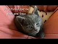 Download Lagu PROJETO A MULHER DA MINHA VIDA 🐝✨ Ep. 05: adotei um gatinho na Irlanda