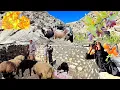Download Lagu Iran nomads: Building a Durable Shelter for Sheep in the Mountains
