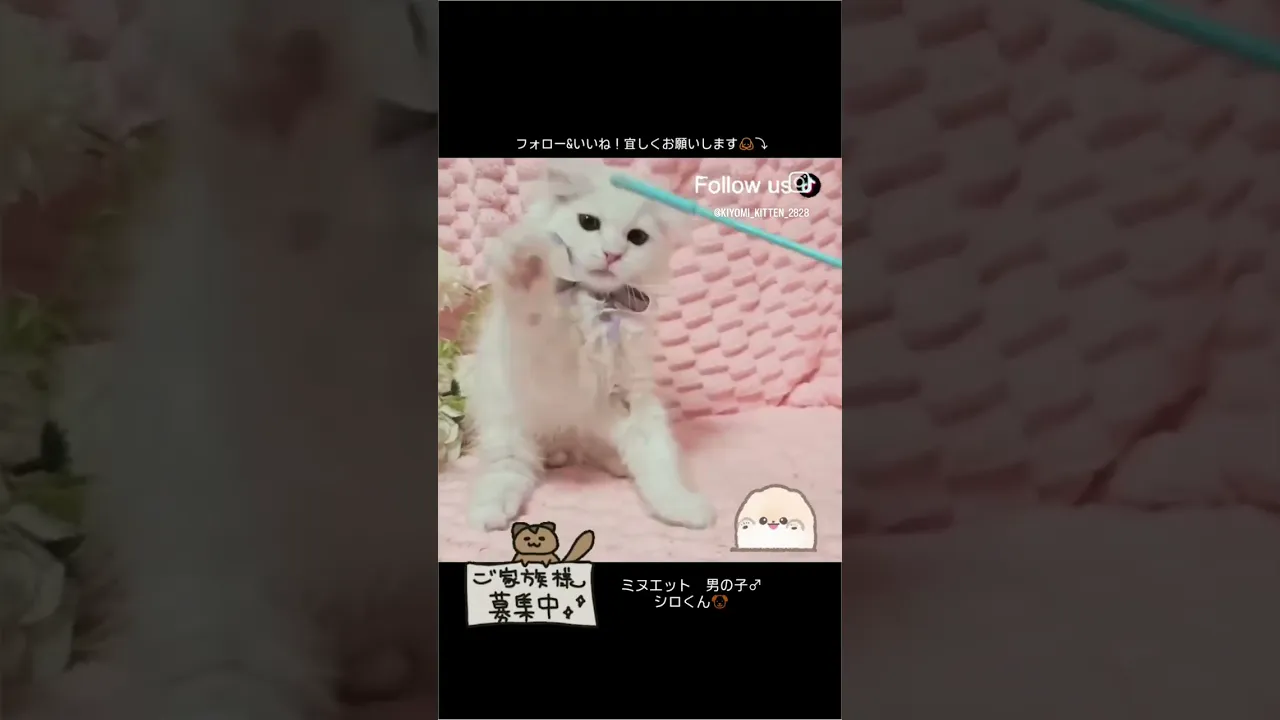 動画