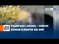 Download Lagu Pasangan Lanang – Wedok Hohihe Njeketek Sik SMP | POJOK KAMPUNG JTV