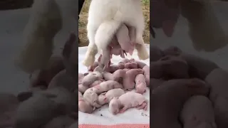 لاحظ   انثاء  الخنزير  كم  تلد دندنها