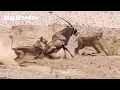Download Lagu Greatest Fights In The Animal Kingdom Part 4 | BBC Earth