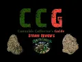 Green Camel - Strain Showcase