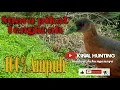 Download Lagu Suara Pikat hama KAREO SULAWESI //Pikat hama Tengkoah//langsung datang.