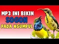Download Lagu Suara pikat Burung Sogon Auto Ngumpul Pakai Mp3 Ini