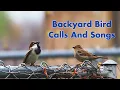 Backyard Bird Calls And Songs - In Ontario