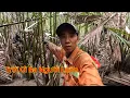 Download Lagu TRUY TÌM CUA BIỂN HOẢNG HỒN GẶP BA CÔ GÁI LA LÀNG ĐÀO BỚI TRONG RỪNG