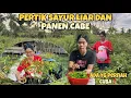 Download Lagu CARI SAYUR LIAR DI KEBUN DAN PANEN CABE YG DI DEPAN RUMAH