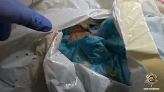 MCSO Animal Crimes Investigation Uncovers Numerous Deceased Cats in Morristown