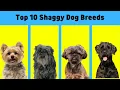 Top 10 Shaggy Dog Breeds