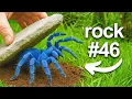 Download Lagu I Flipped 100 Rocks in a Rainforest, Here's What I Found...