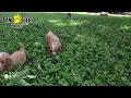 Lively Cavapoo Puppies