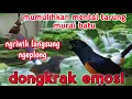 Download Lagu terapi murai muda hutan agar cepat bunyi || memulihkan murai batu stress, macet bunyi, drop mental