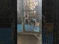 mini pinscher aka minipin natural mating