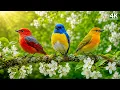 Relaxing Piano Calm Mind Deep Sleep Stress Relief Peaceful Nature Ambience