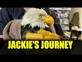 Jackie the Famous Bald Eagle Dies at 14 A Tribute to a Wildlife Icon